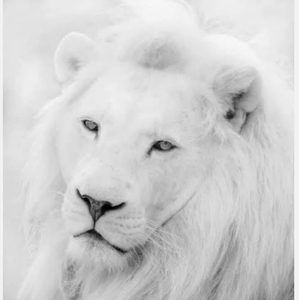 Meet your Posher, Ap